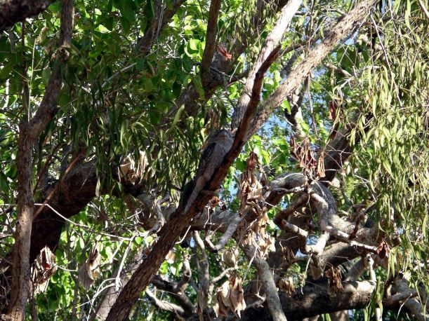 Resize of 06-14-2006 70 Owl on Wangi track 2
