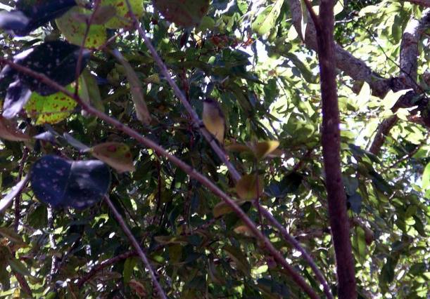 Resize of 06-21-2006 04 Lemon breasted flycatcher 3