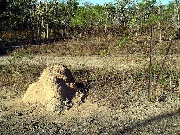 Resize of 06-21-2006 11 Fence and termite mound Monsoon