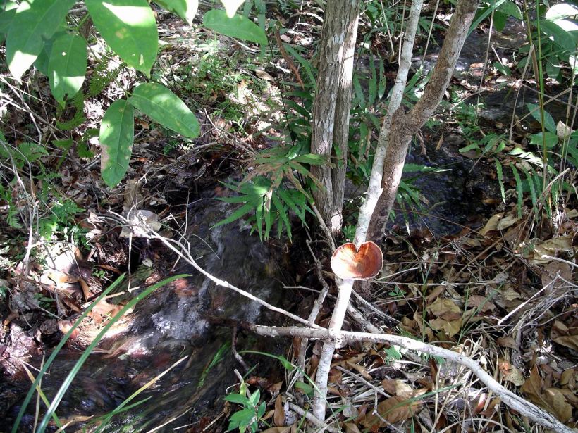 Resize of 07-18-2006 61 Walker Creek fungi