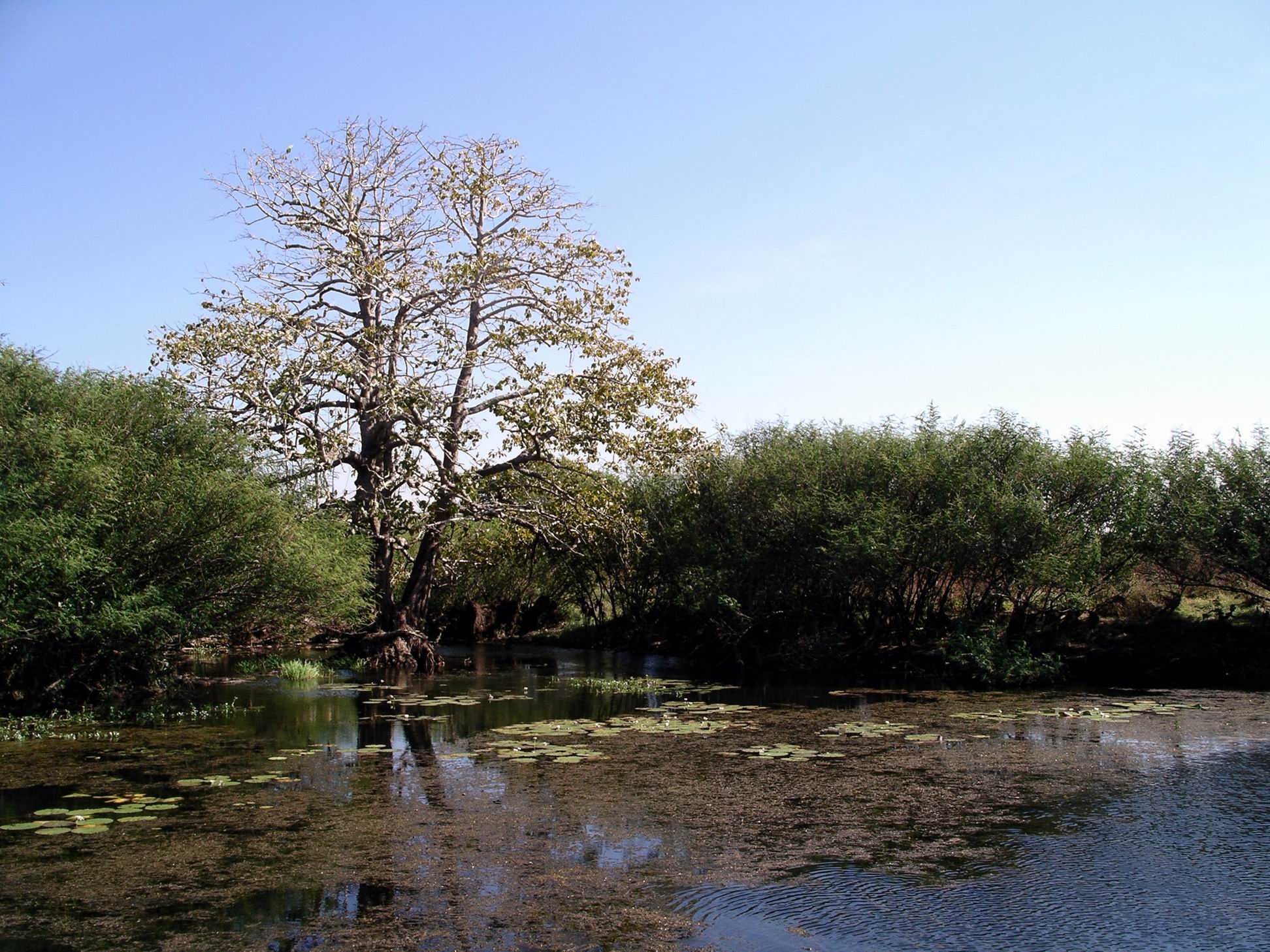 Resize of 07-18-2006 43 LaBelle Leichardt Pine