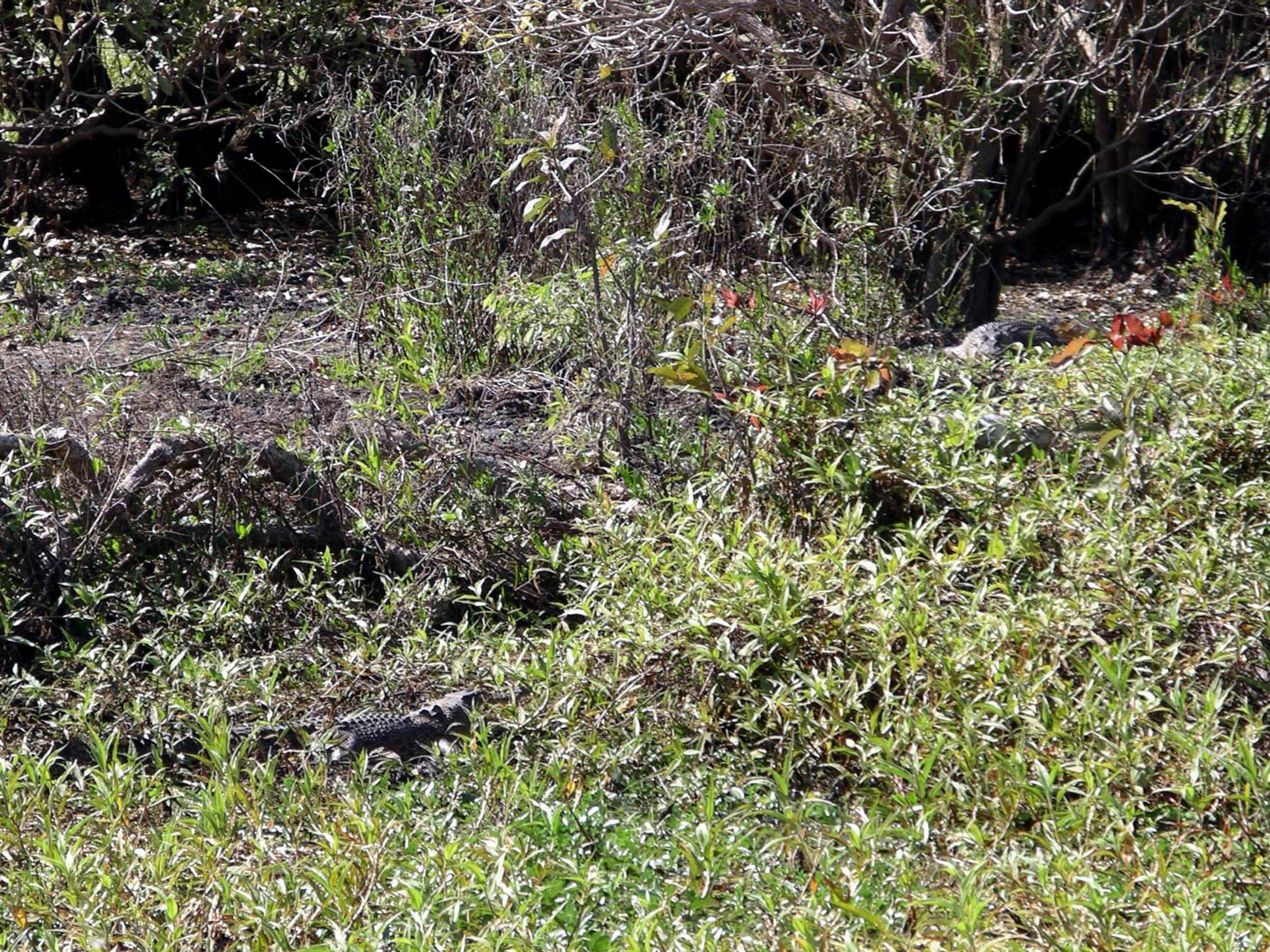 Resize of 07-18-2006 49 LaBelleCroc5