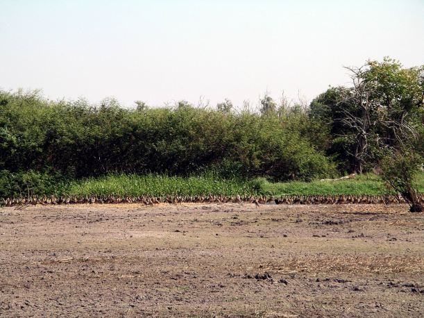 Resize of 07-18-2006 52 LaBelle Whistling Ducks