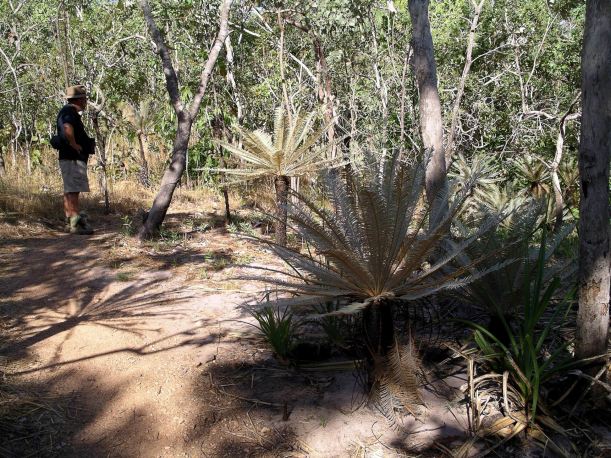 Resize of 07-18-2006 58 Walker Creek Cycads