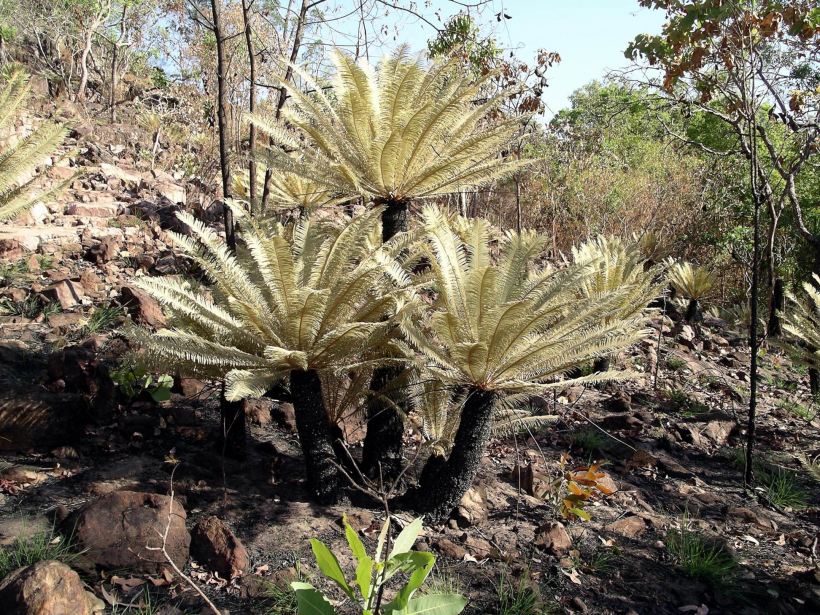 Resize of 07-18-2006 68 Walker crek cycads 7