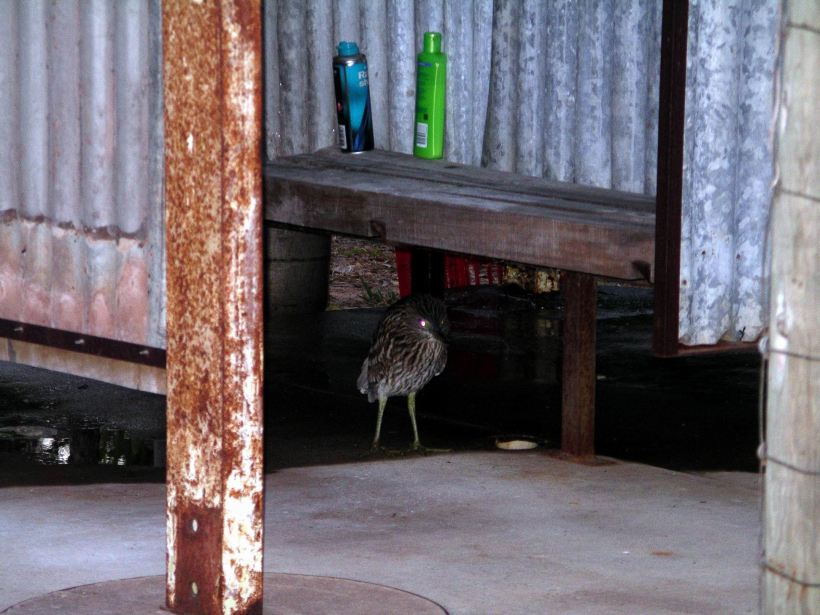 Resize of 07-26-2006 Nankeen Heron Monsoon shower