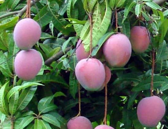 Resize of 08-26-2006 mangoes