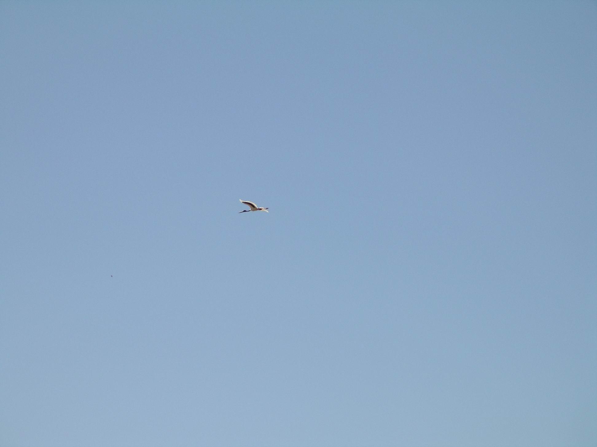 Resize of 09-14-2006 Jabiru