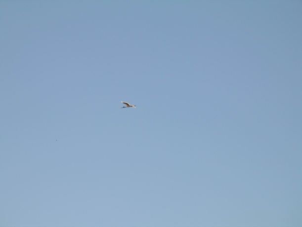 Resize of 09-14-2006 Jabiru