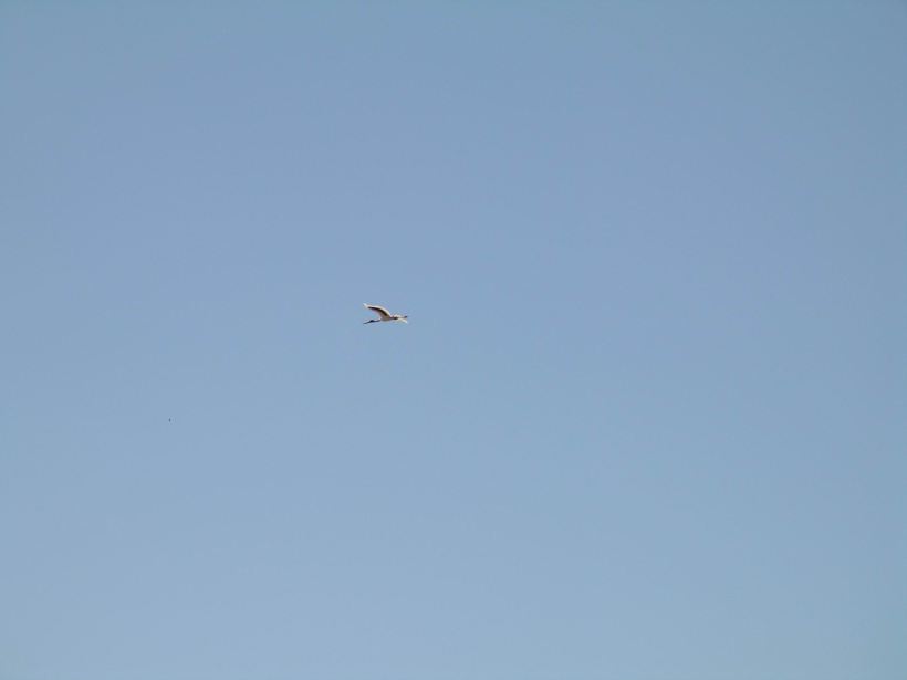 Resize of 09-14-2006 Jabiru