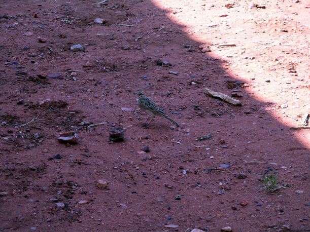 Resize of 10-01-2006 03 Pipit 3