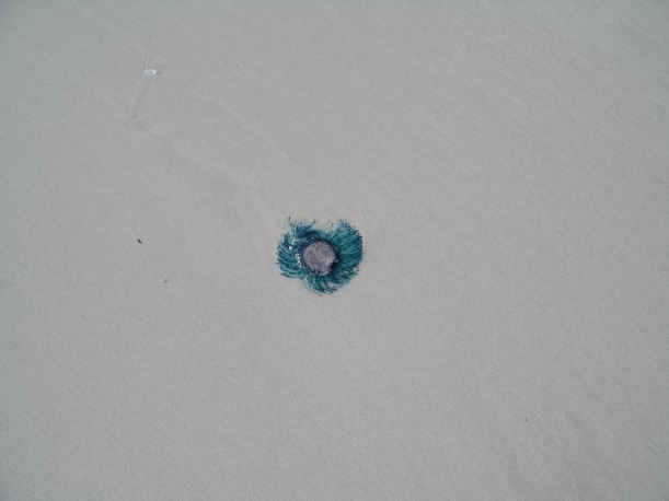 Resize of 10-15-2006 80 Mile Bch Oct 10