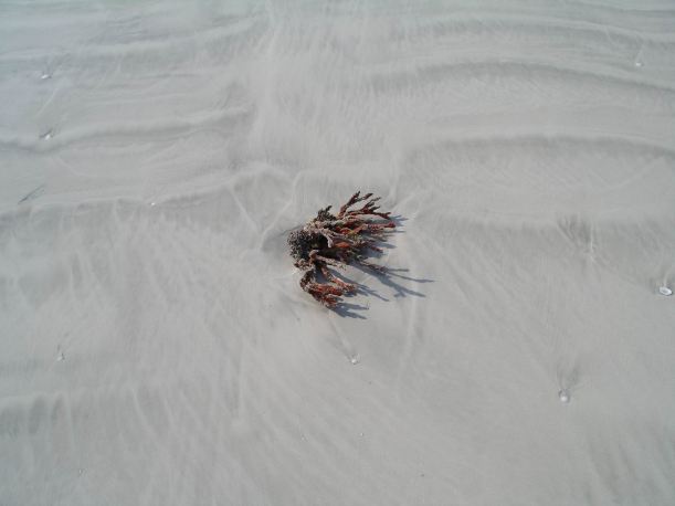 Resize of 10-15-2006 80 Mile Bch Oct 9