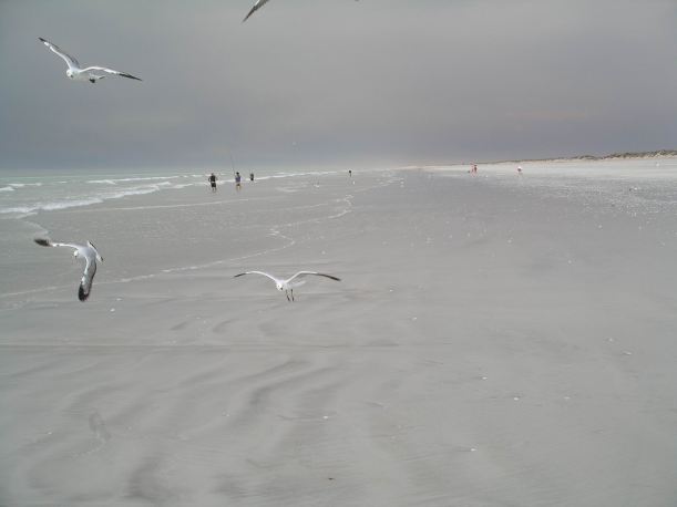 Resize of 10-15-2006 80 Mile Bch seagulls