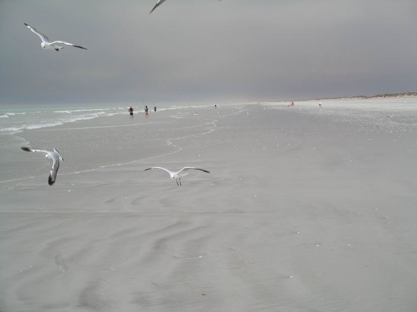 Resize of 10-15-2006 80 Mile Bch seagulls