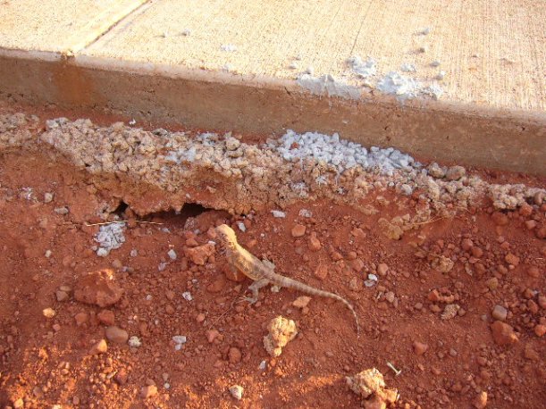 11-26-2006 Mr NT Link 2