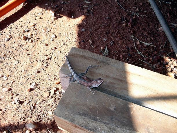 Resize of 10-29-2006 fly camp reptile 2