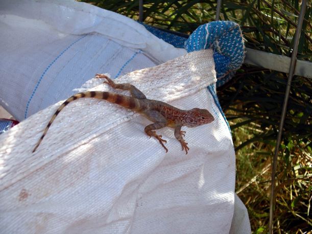 Resize of 11-05-2006 fly camp reptile 4