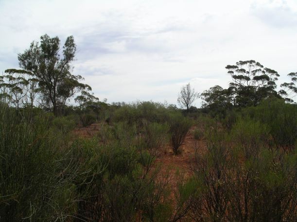 Resize of 12-07-2006 nth of Kalgoorlie 2